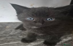 Mixed Breed cats for sale: 4 beautiful fluffy kittens for sale - Image 5