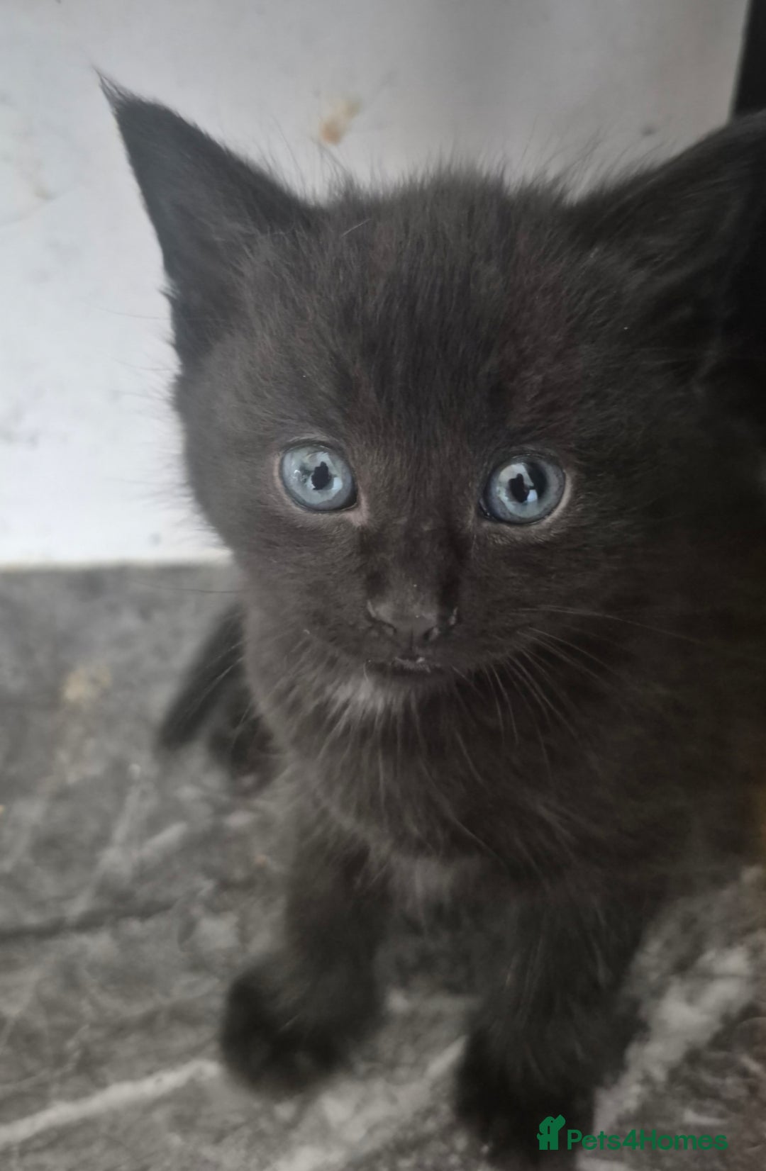 Mixed Breed cats for sale: 4 beautiful fluffy kittens for sale - Image 5