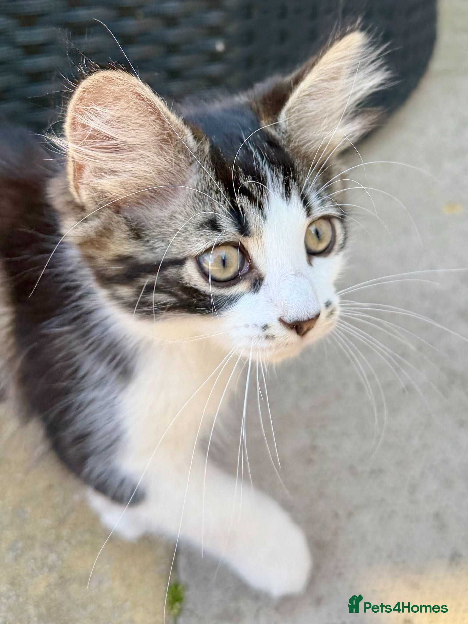 Mixed Breed cats Stunning Girl Tabby  Kittens Ready for Homes - Advert 1