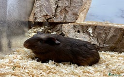 Guinea Pig rodents for sale: Lots of Baby Guinea Pigs for sale - Image 17
