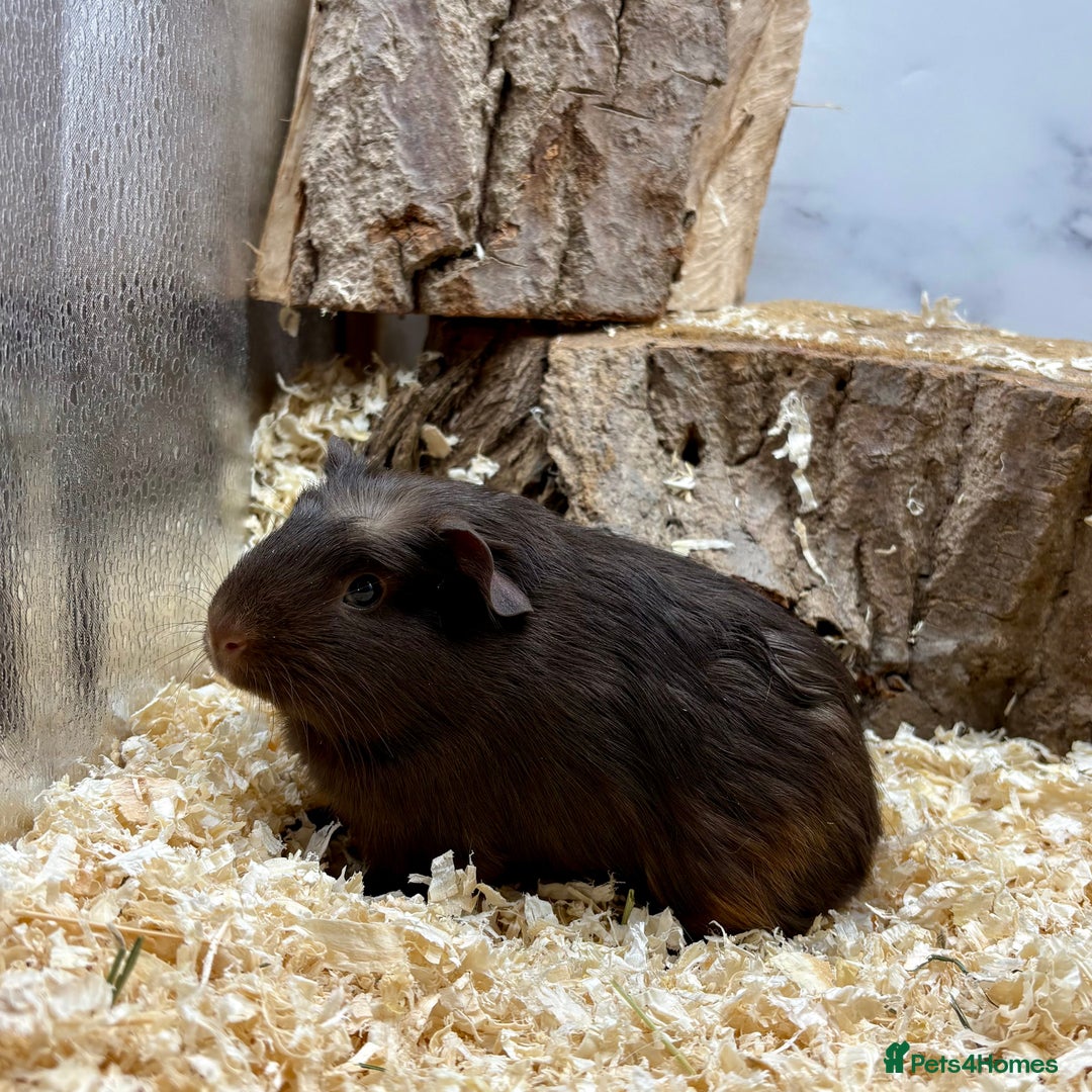 Guinea Pig rodents for sale: Lots of Baby Guinea Pigs for sale - Image 17