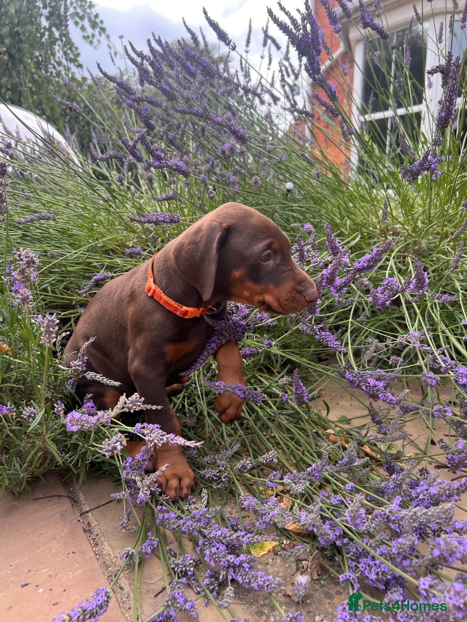 Dobermann dogs health tested Kc Reg dobermann puppies - Advert 2
