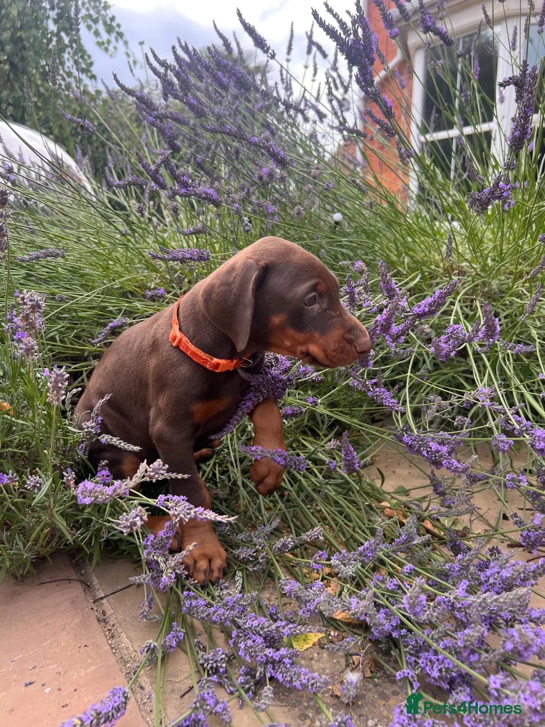 Dobermann dogs for sale: health tested Kc Reg dobermann puppies - Advert 2