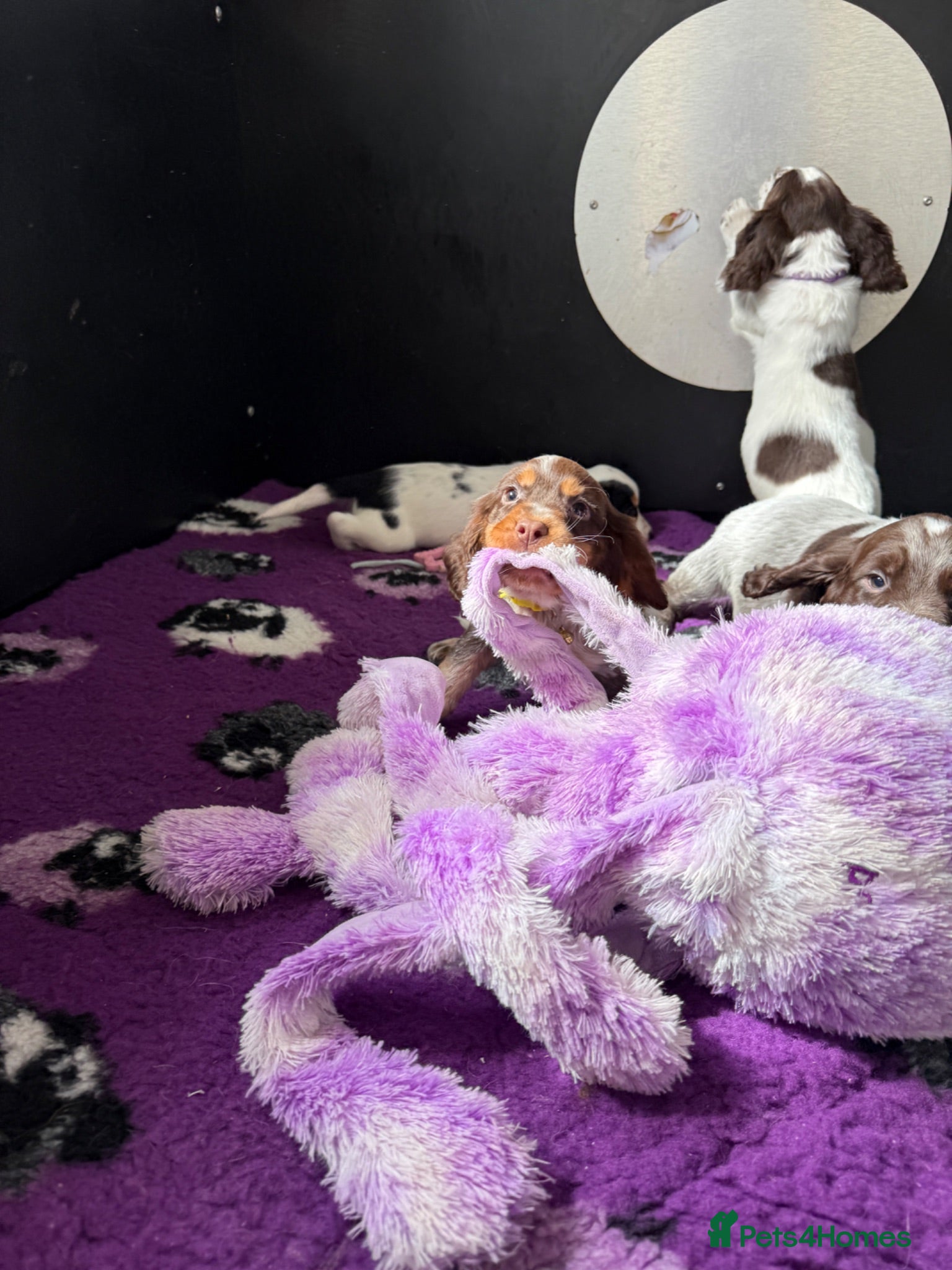Cocker Spaniel dogs for sale: Bred From Extensively Health Tested Parents - Advert 2