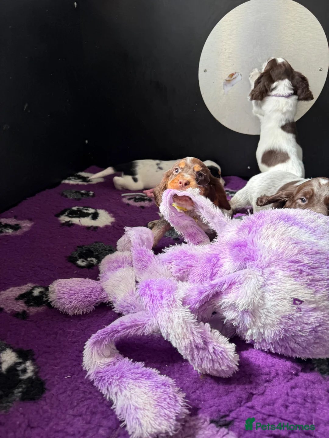 Cocker Spaniel dogs for sale: Bred From Extensively Health Tested Parents - Advert 1