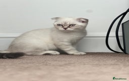 British Shorthair cats for sale: British Shorthair & Scottish Fold - Image 20