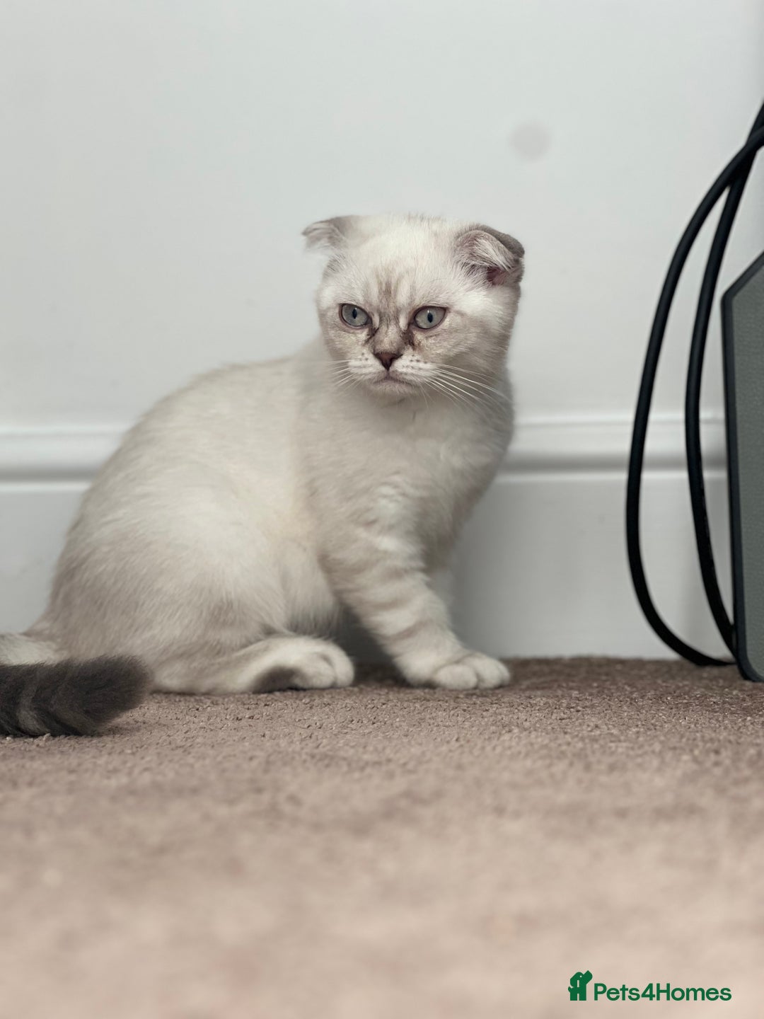 British Shorthair cats for sale: British Shorthair & Scottish Fold - Image 20