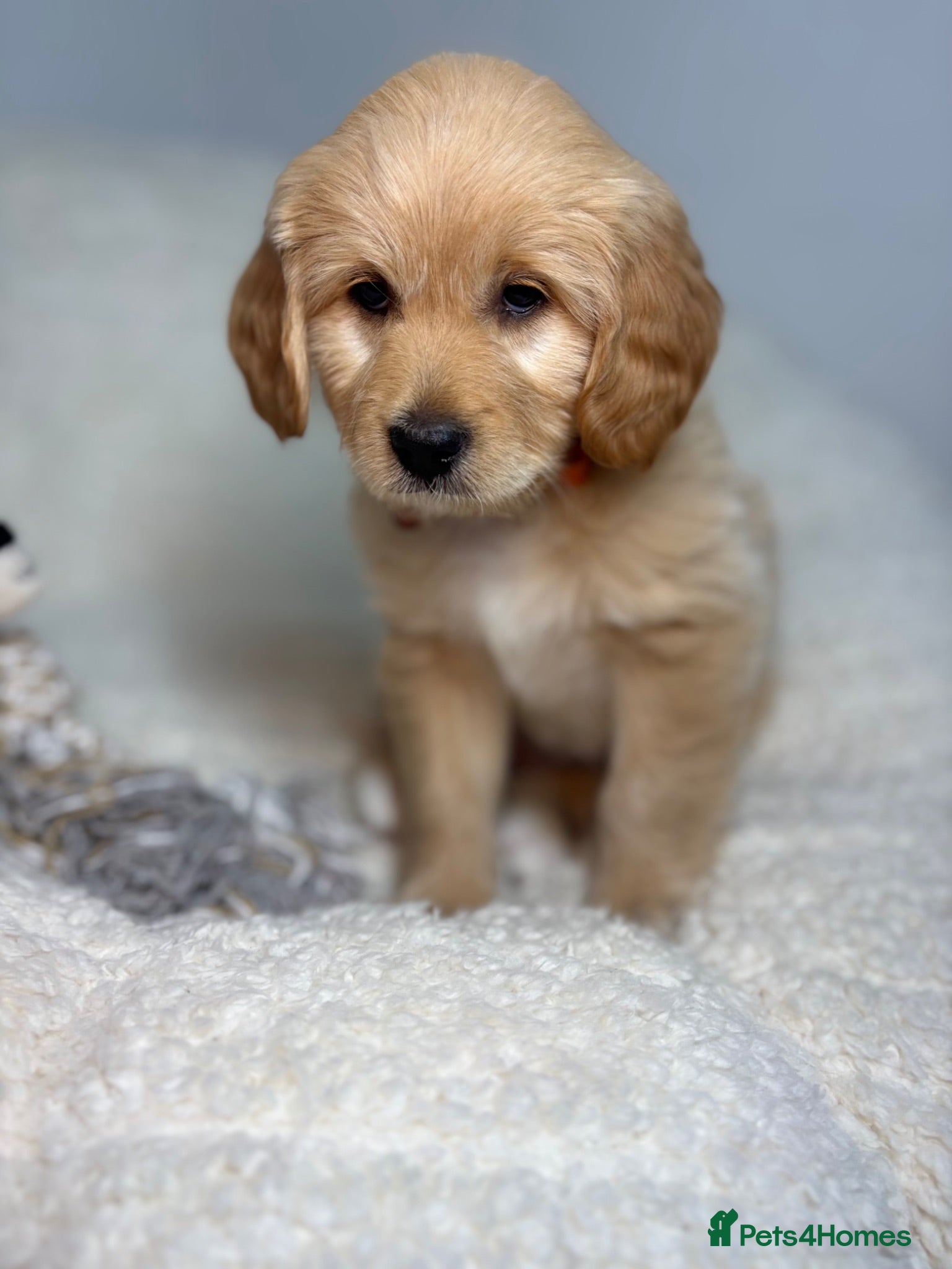 Goldendoodle dogs  Health Tested Multigen Goldendoodle Puppies  - Advert 2