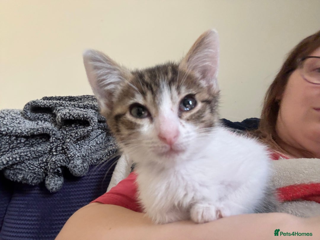 Mixed Breed cats for sale: Two beautiful ladies 💜 - Image 4