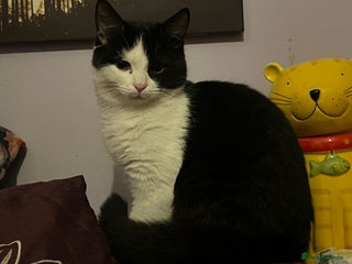 Mixed Breed cats 4 month old kitten needs forever home - Advert 8