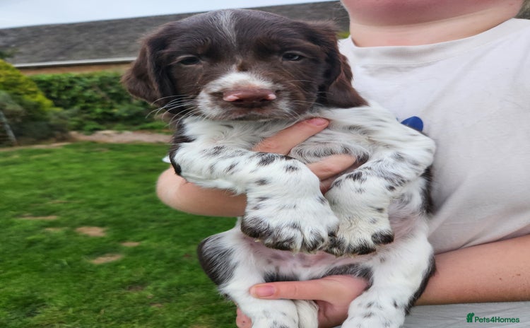 English Springer Spaniel dogs - Advert 2