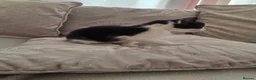 Mixed Breed cats for sale: 4 beautiful kittens for sale  in Cheltenham - Advert 6