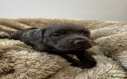 Mixed Breed dogs for sale: French bulldog x cockapoo - Image 4