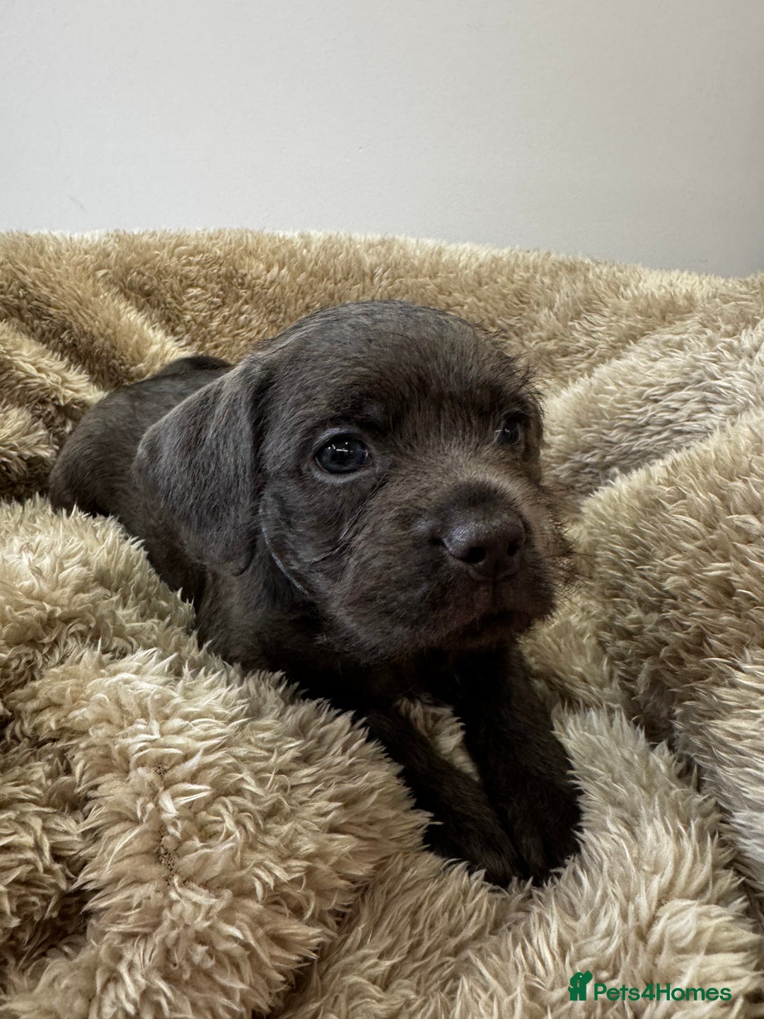Mixed Breed dogs for sale: French bulldog x cockapoo - Image 4