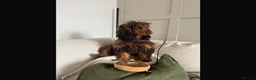 Cocker Spaniel dogs for sale: Chocolate Sable Show Cockers ✨ - Advert 16