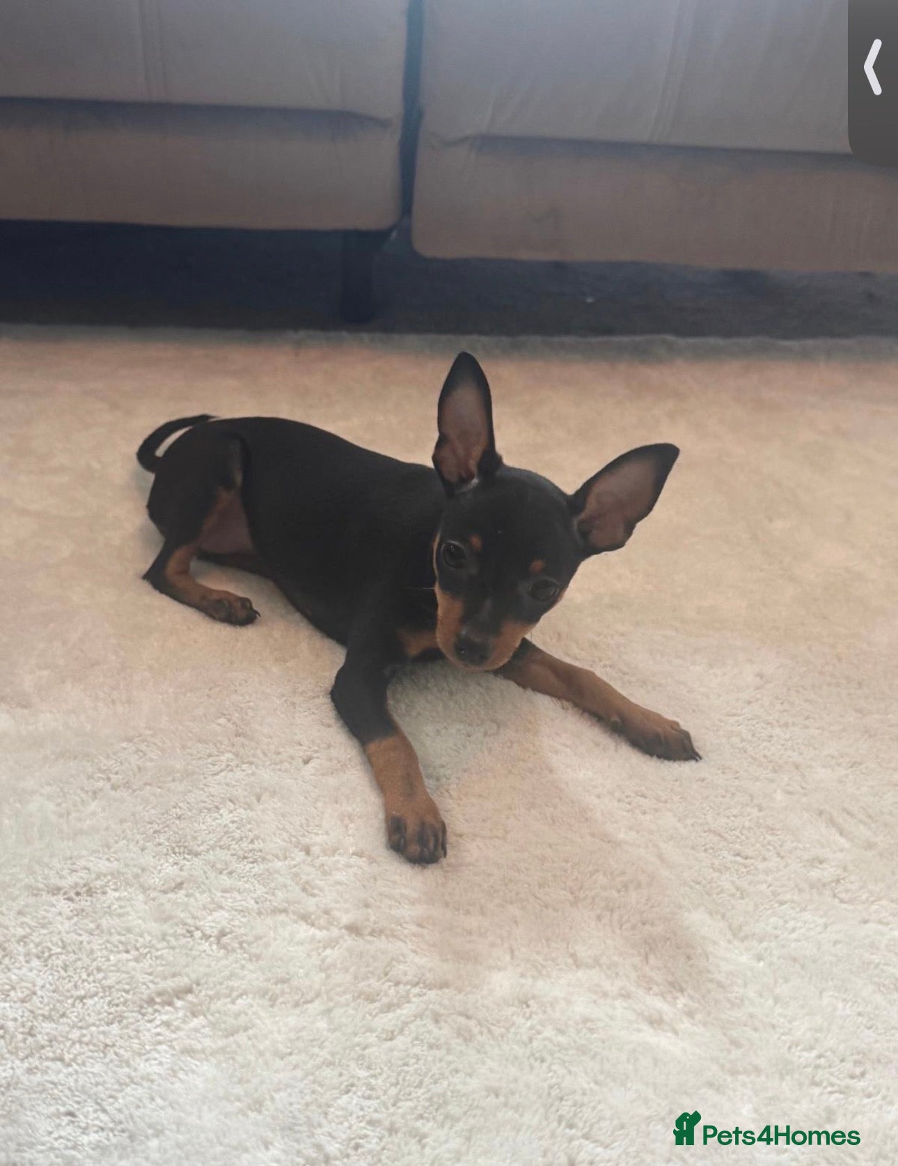 Miniature Pinscher dogs Beautiful adorable girl MinPin 🐶  - Advert 1