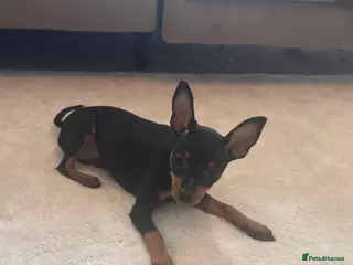 Miniature Pinscher dogs Beautiful adorable girl MinPin 🐶 - Advert 1