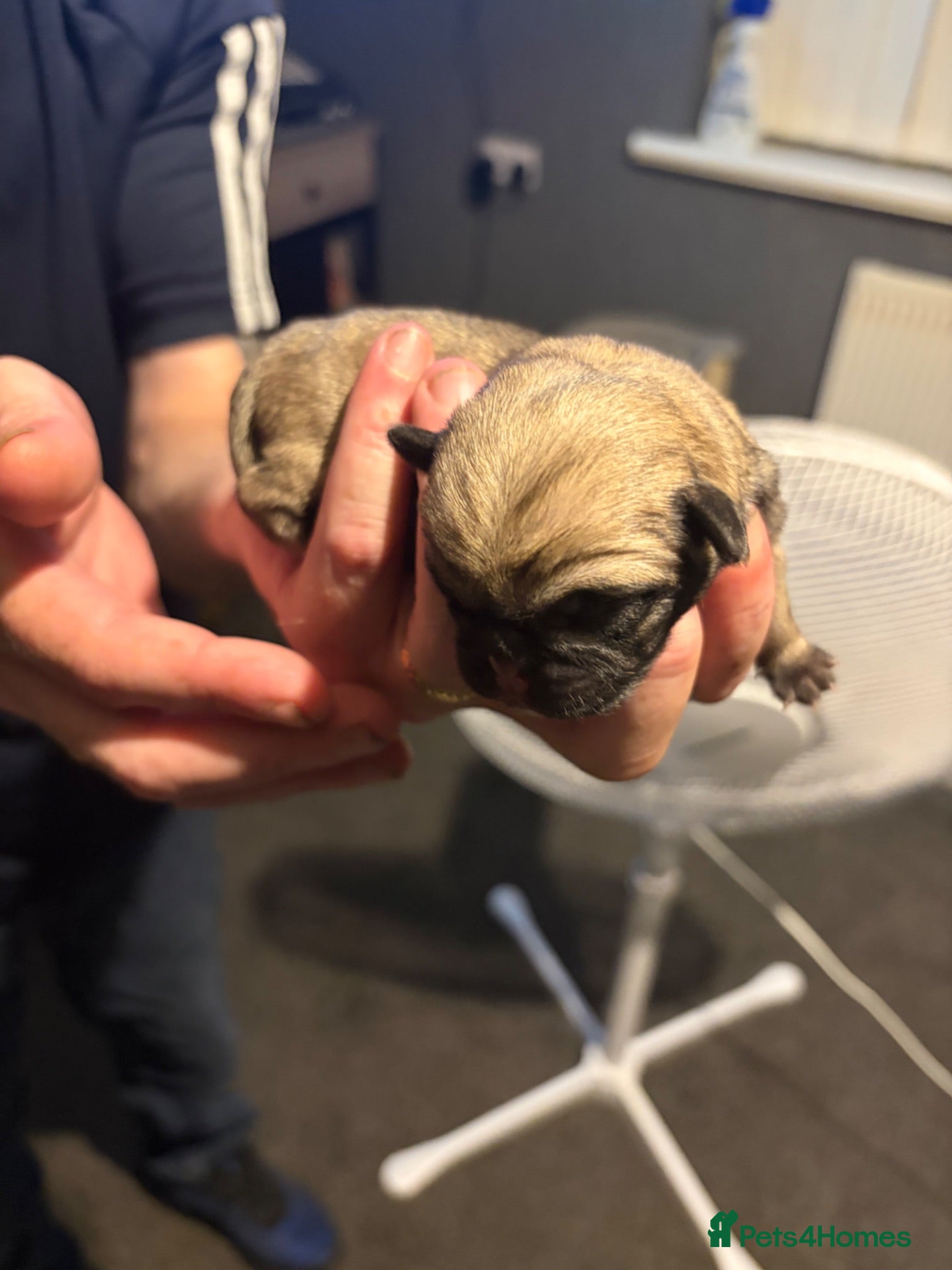 Pug dogs Pug puppies due  - Advert 8