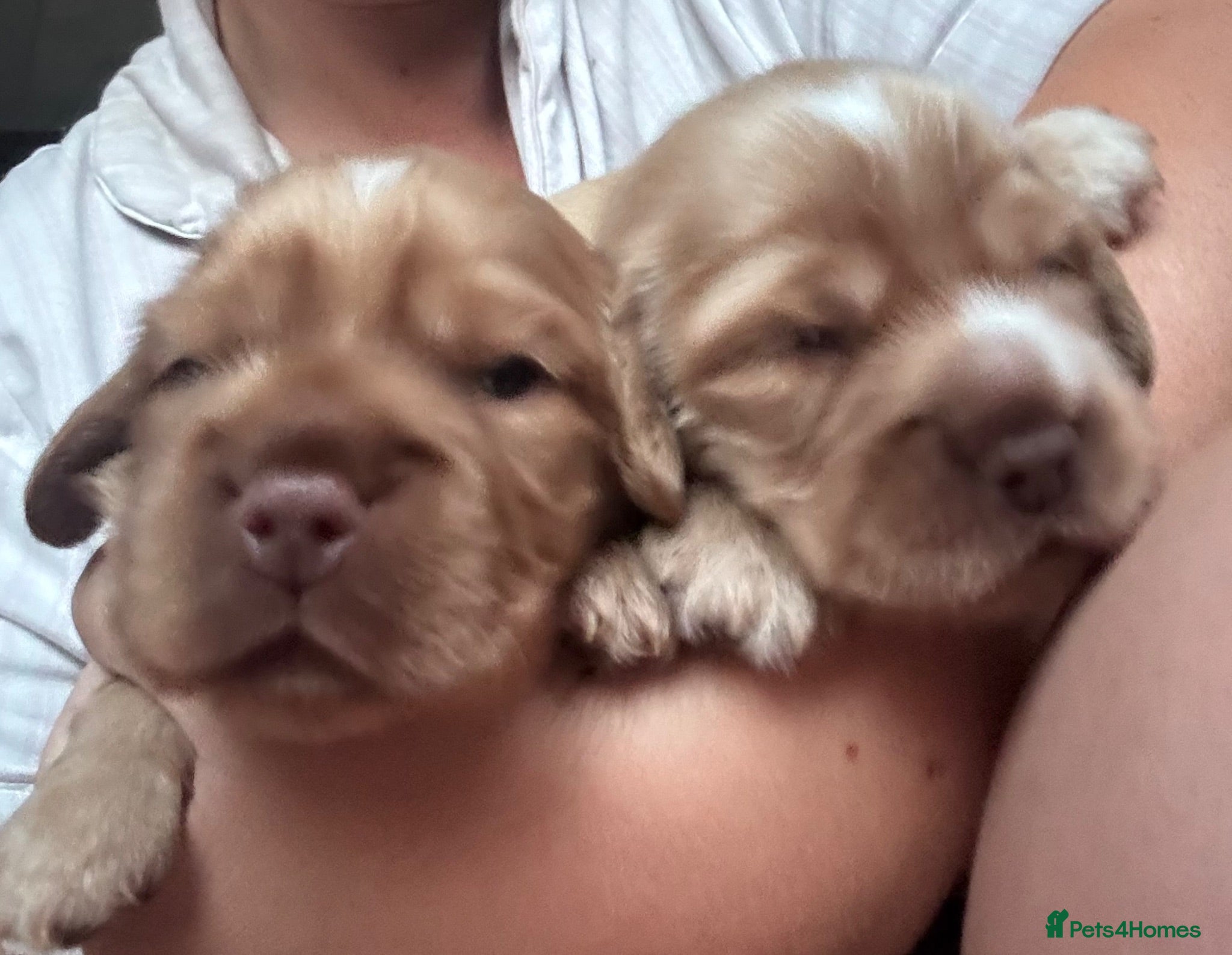 Cocker Spaniel dogs Stunning KC REG show cocker spaniel puppy’s  - Advert 2
