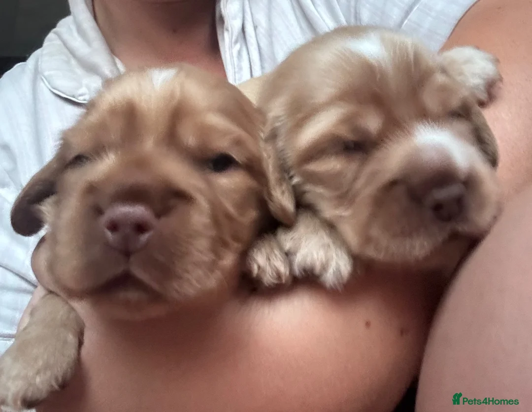 Cocker Spaniel dogs for sale: Stunning KC REG show cocker spaniel puppy’s  - Advert 1