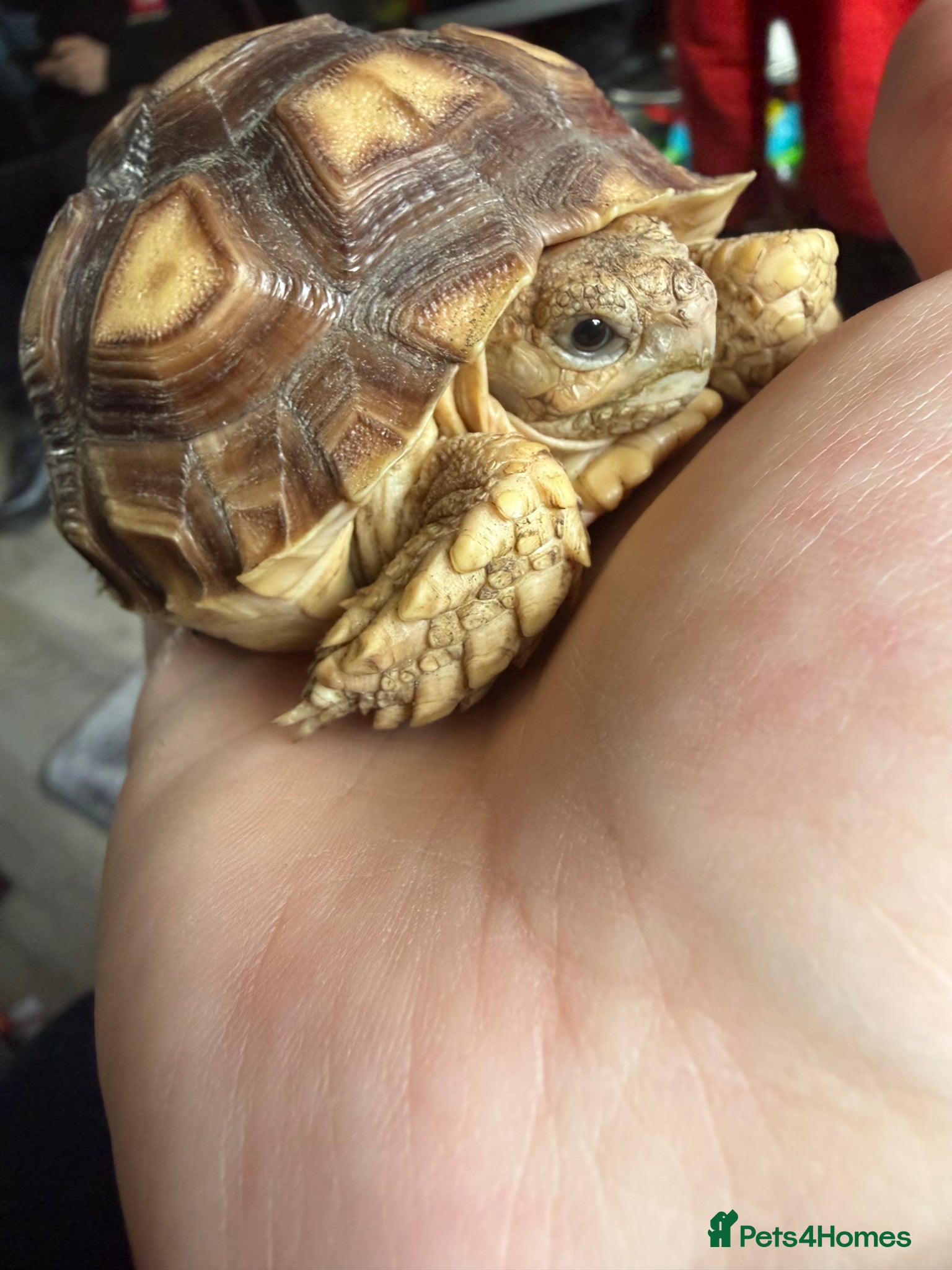 Tortoise reptiles Sulcata tortoise - Advert 1