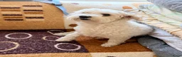 Maltese dogs for sale: Maltese - Advert 4