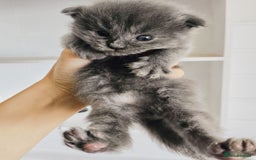 Maine Coon cats for sale: Maine coon kittens champion lines, DNA health test - Image 11