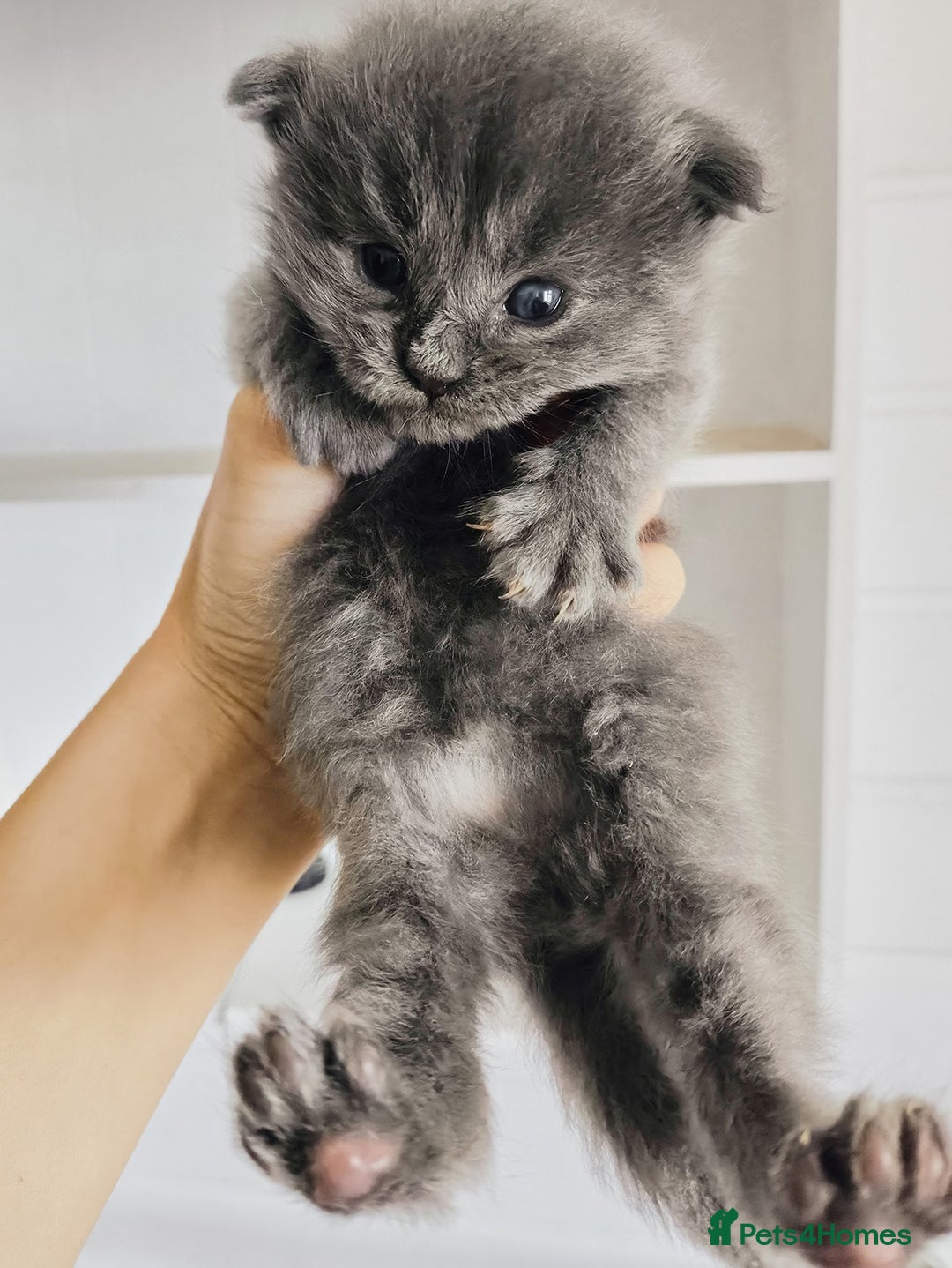 Maine Coon cats for sale: Maine coon kittens champion lines, DNA health test - Image 11
