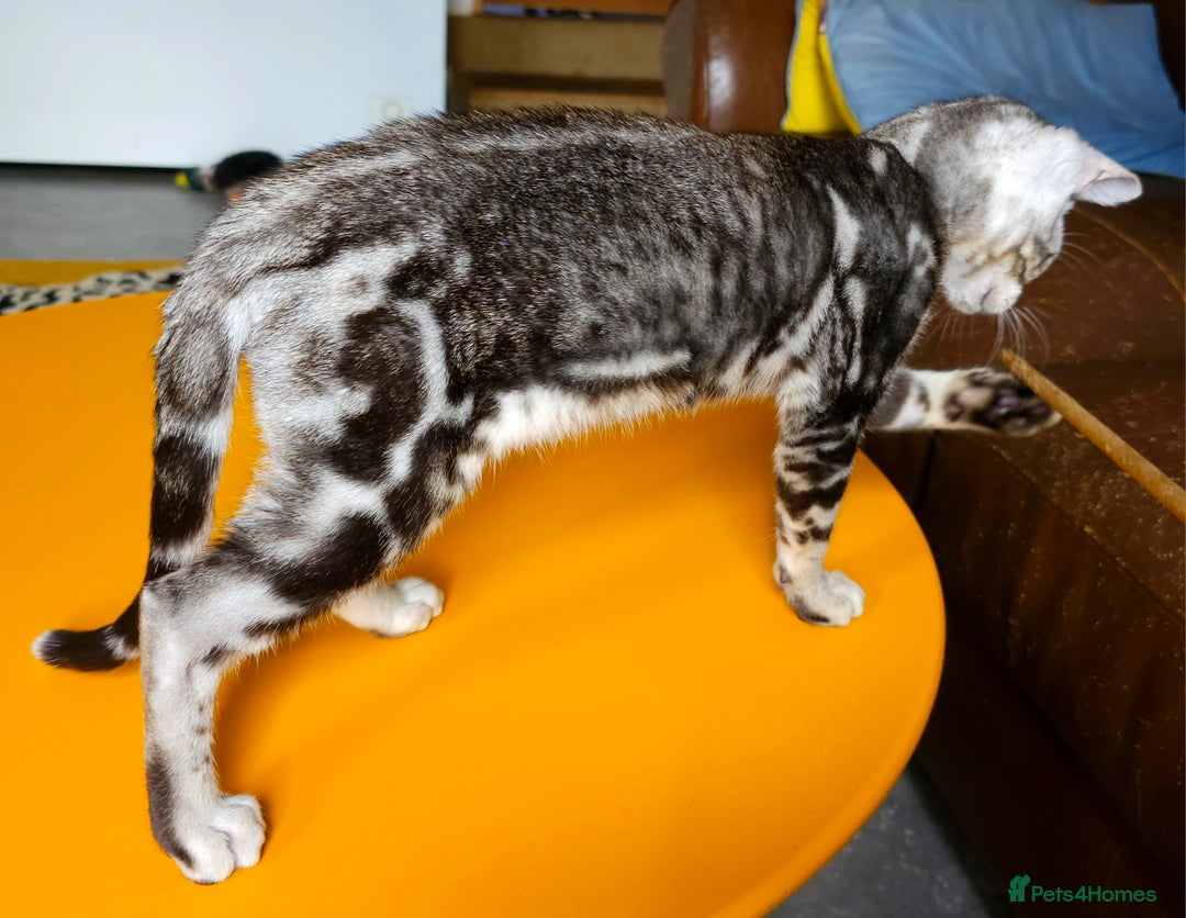 Bengal cats for sale: Exceptional Bengal kittens Available  - Image 15