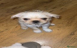 Mixed Breed dogs for sale: Pug mix - Image 1