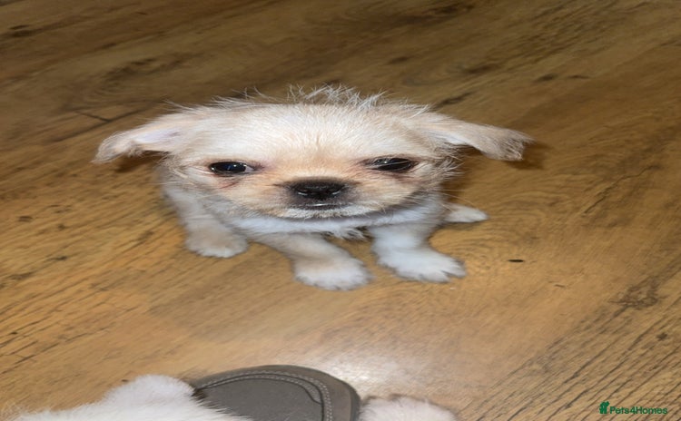 Mixed Breed dogs - Advert 1