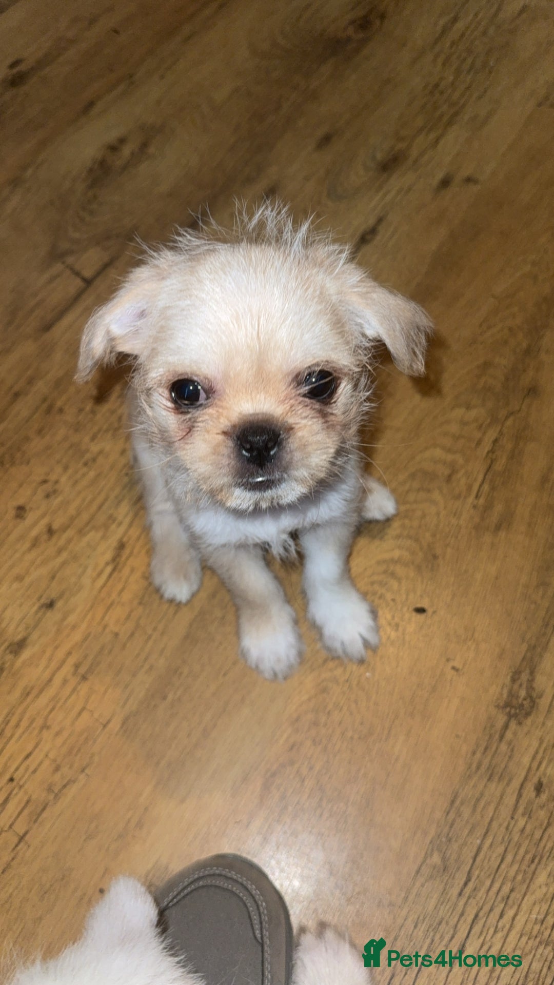 Mixed Breed dogs for sale: Pug mix - Image 1