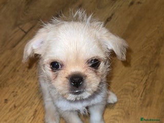 Mixed Breed dogs - Advert 11