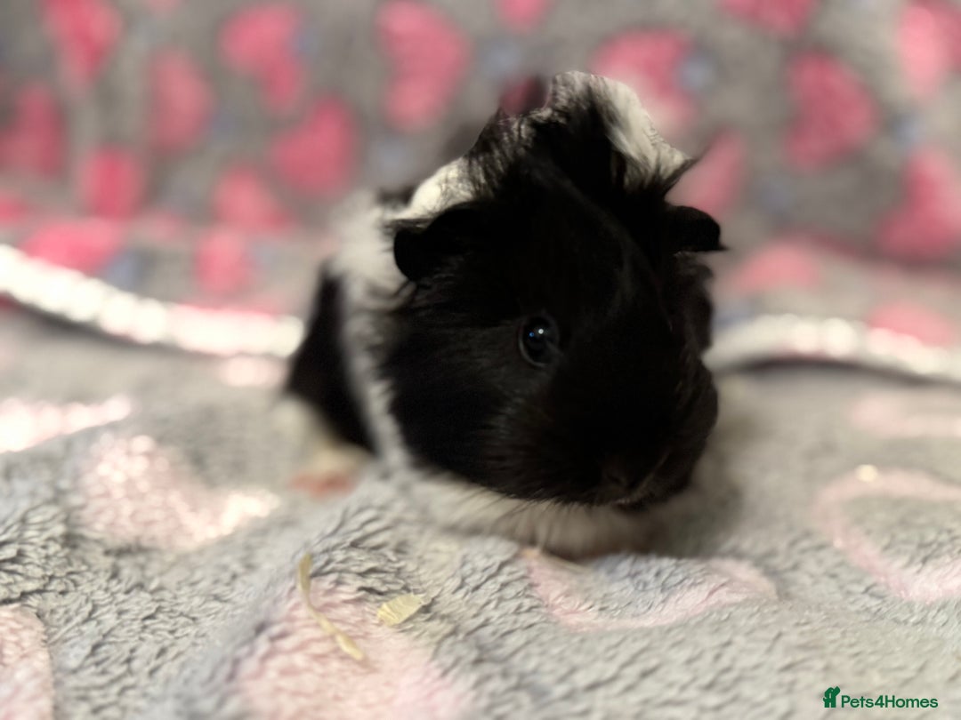 Guinea Pig rodents for sale: Beautiful Guinea pig babies  - Advert 14