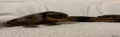 Miniature Dachshund Puppy 3