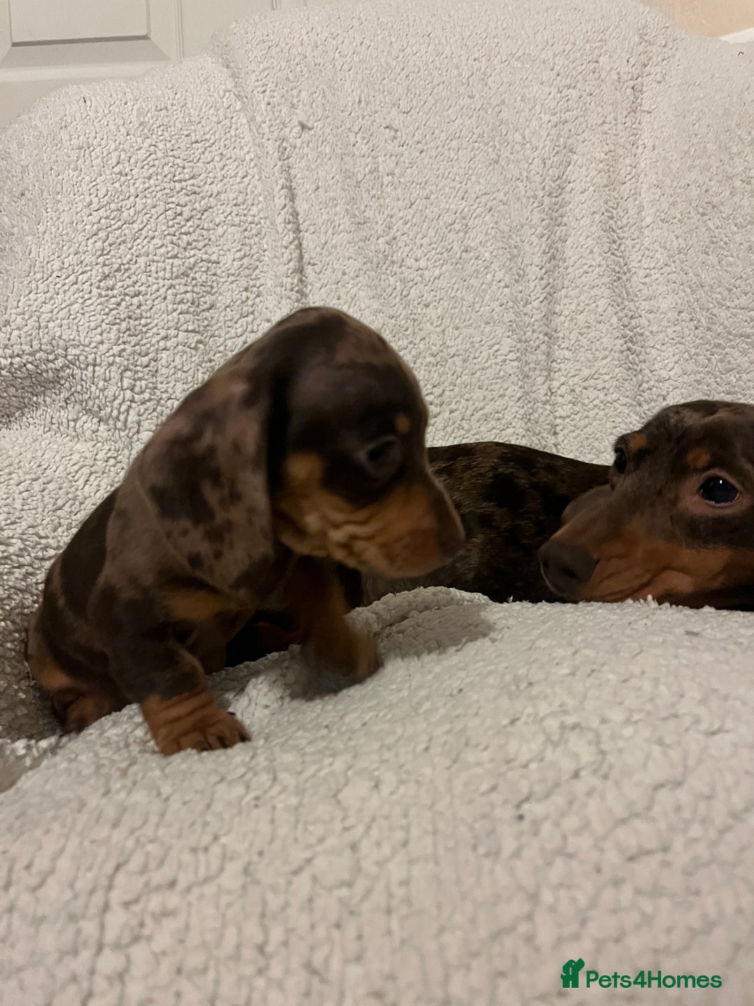 Miniature Dachshund dogs for sale: Beautiful Miniature dachshunds🐶🤎 - Advert 26