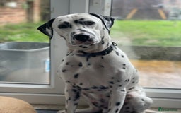 Dalmatian dogs for sale: Potential rehome - male LUA Dalmatian  - Advert 21