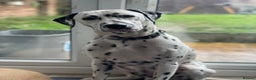 Dalmatian dogs for sale: Potential rehome - male LUA Dalmatian  - Advert 21