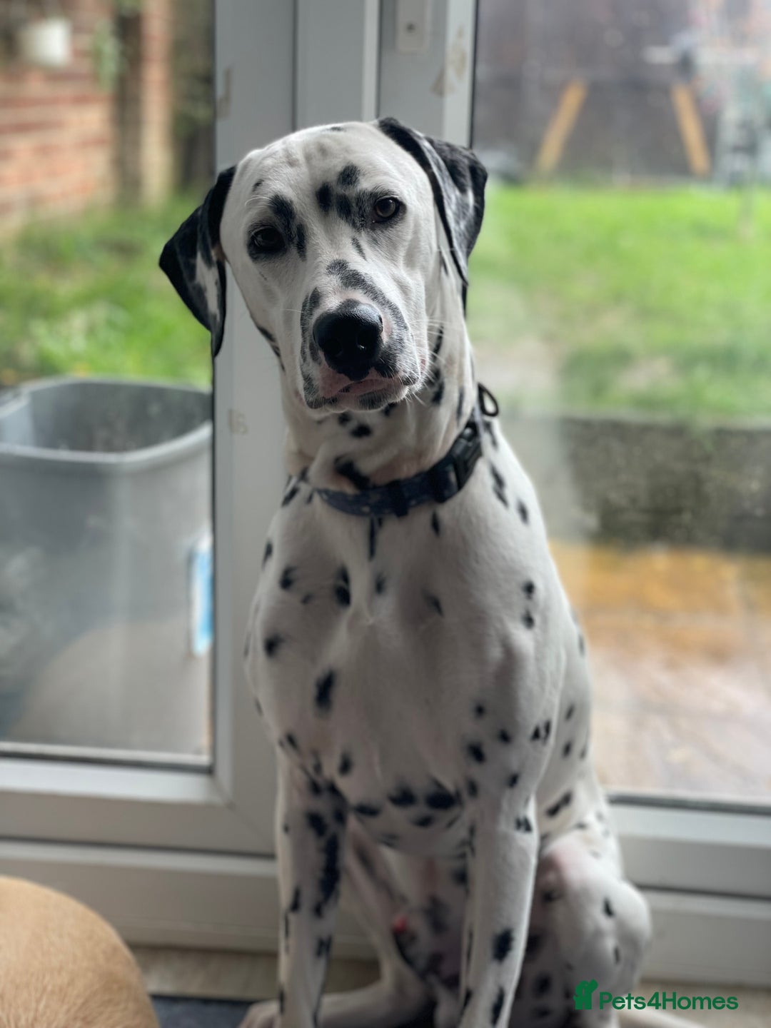 Dalmatian dogs for sale: Potential rehome - male LUA Dalmatian  - Advert 21
