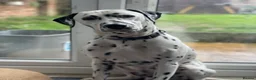 Dalmatian dogs for sale: Potential rehome - male LUA Dalmatian  - Advert 21