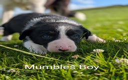 Border Collie dogs for sale: Border collie puppies - Image 6