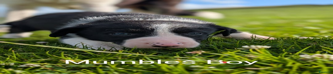 Mumble