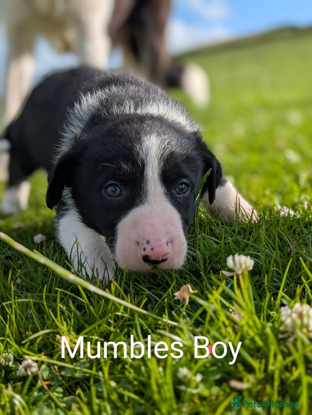 Border Collie dogs for sale: Border collie puppies - Image 6