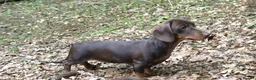 Mixed Breed dogs for sale: Norfolk x mini Dachs puppies - Advert 15