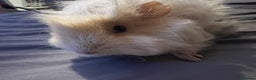 Guinea Pig rodents for sale: Female guinea pigs  - Advert 18