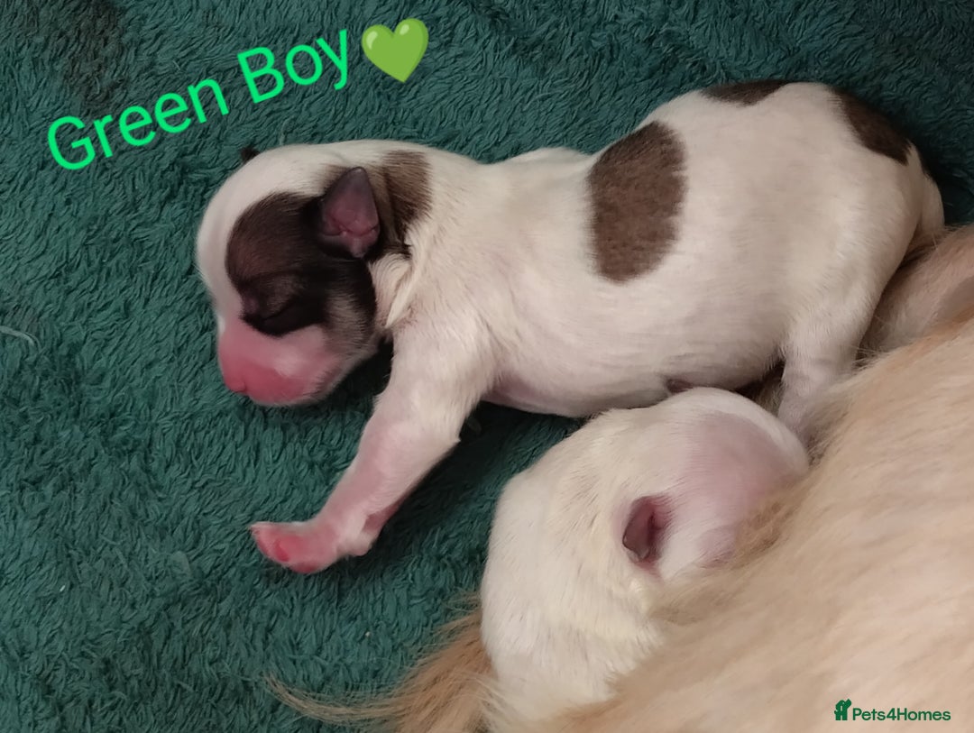 Morkie dogs for sale: Beautiful Morkie Puppies - Image 5