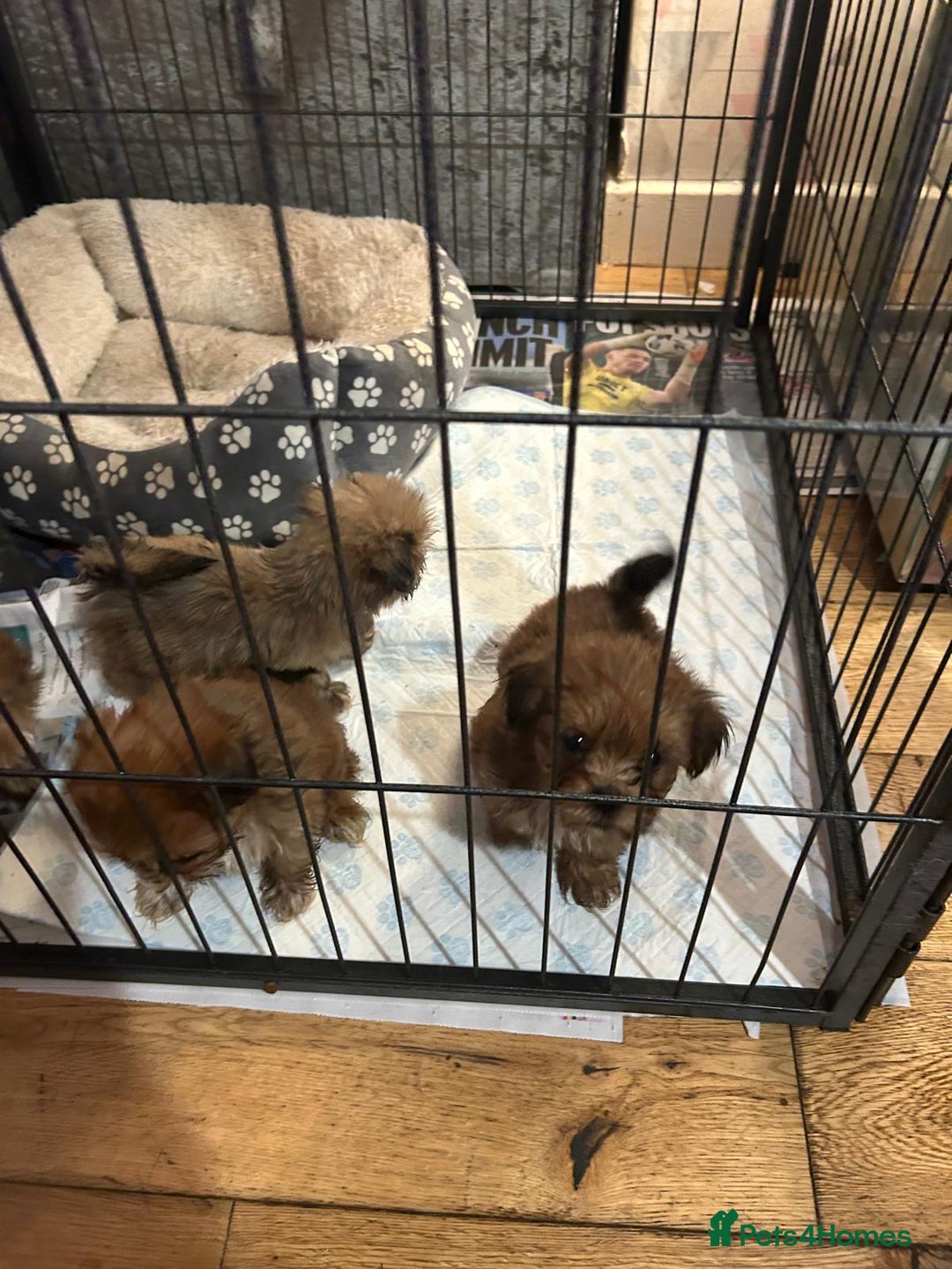 Lhasa Apso dogs for sale: Red and tan Lhasa apso puppies  - Image 11
