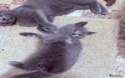 British Shorthair cats for sale: British shorthair kittens London(1 girl only) - Image 4