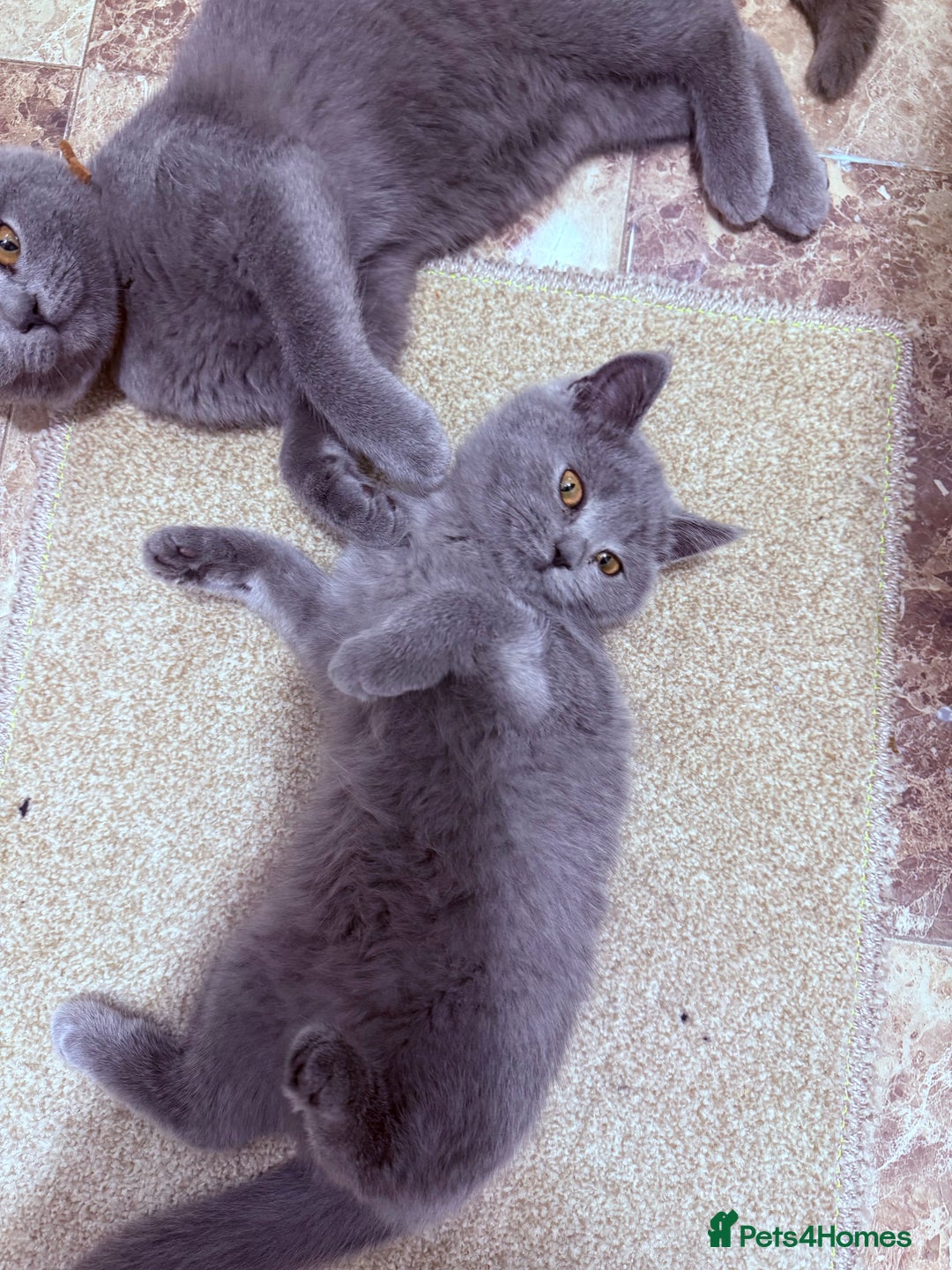 British Shorthair cats for sale: British shorthair kittens London(1 girl only) - Image 4