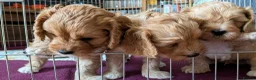 Cavapoo dogs for sale: Cavapoo puppies for sale - Advert 1